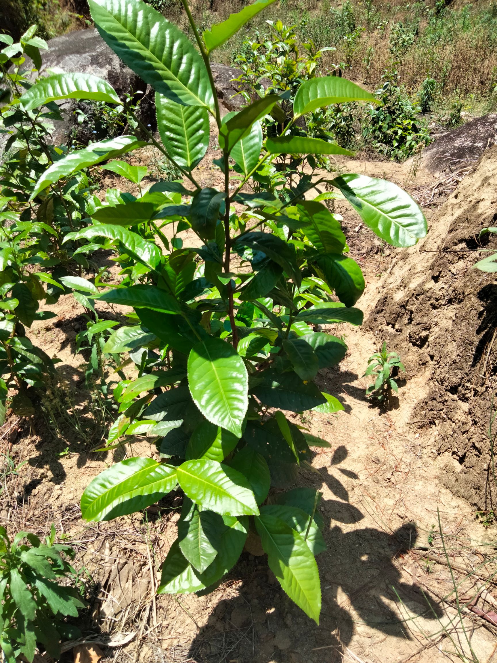 大叶种茶树苗  三年大叶种茶苗冰岛昔归班章茶叶苗茶树苗茶果茶籽培育茶苗