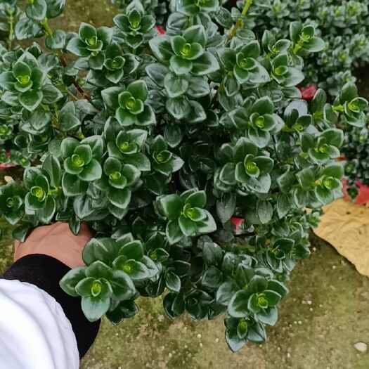 漳平市 八角杯金鱼草