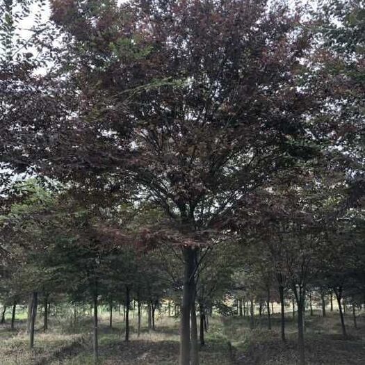 滁州榉树，红榉树，绿化用榉树，精品榉树