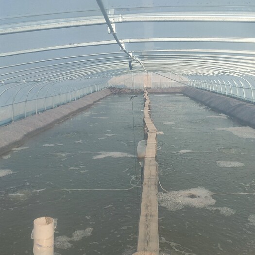 天津大棚管 水产养殖大棚