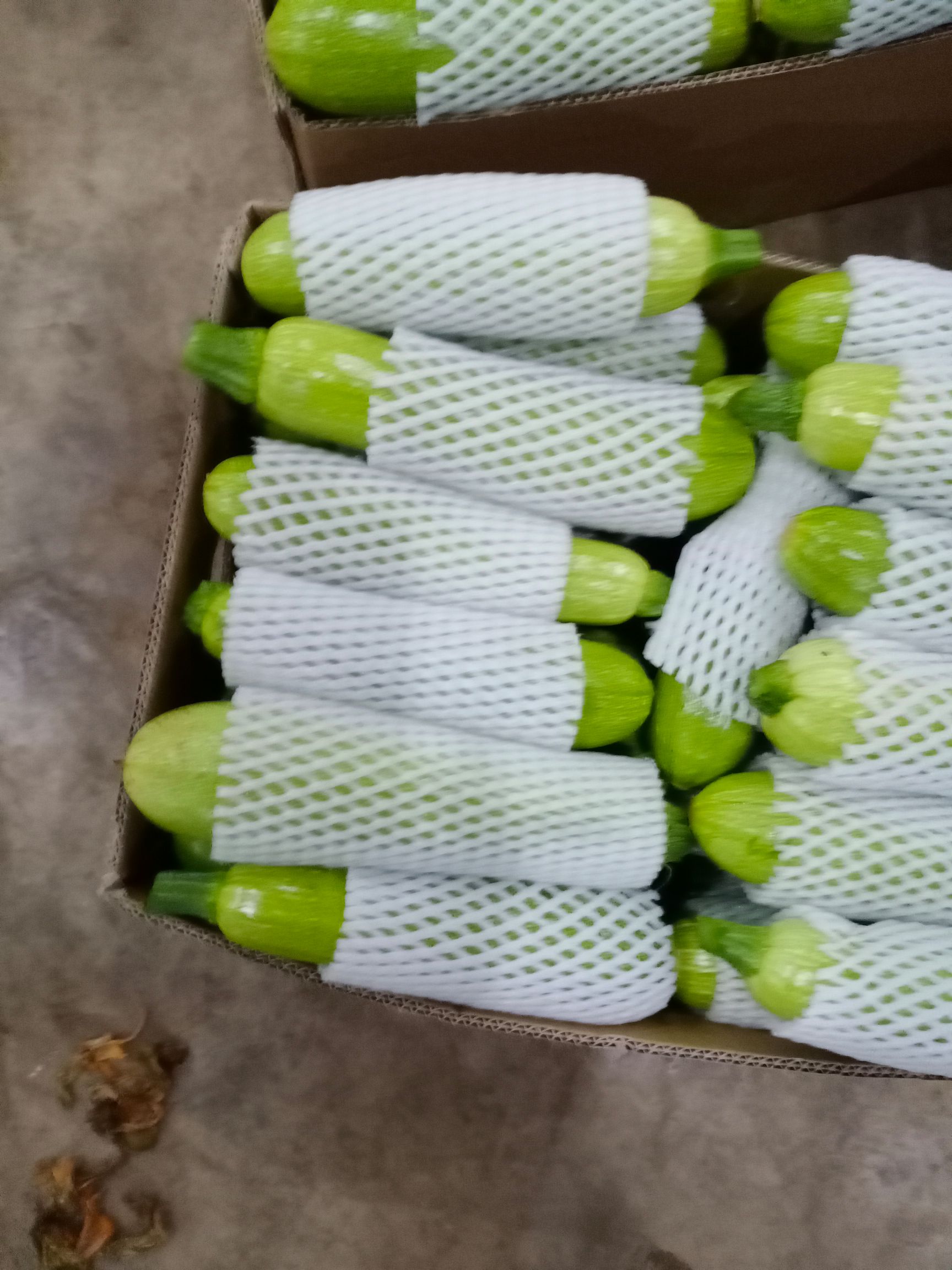 绿皮西葫芦 云南昭通鲁甸小瓜