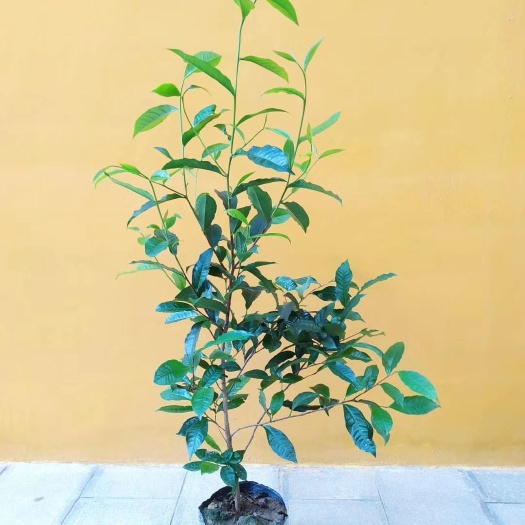 临沧5年大叶种茶苗营养杯苗营养袋苗普洱茶树苗云南大叶种茶苗