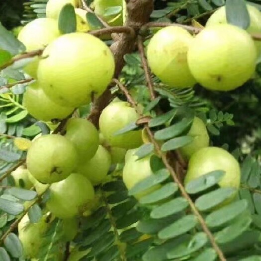 灵山县 油甘果树苗油甘苗牛甘子果苗牛甘苗油甘子苗大玉余甘果苗嫁接果