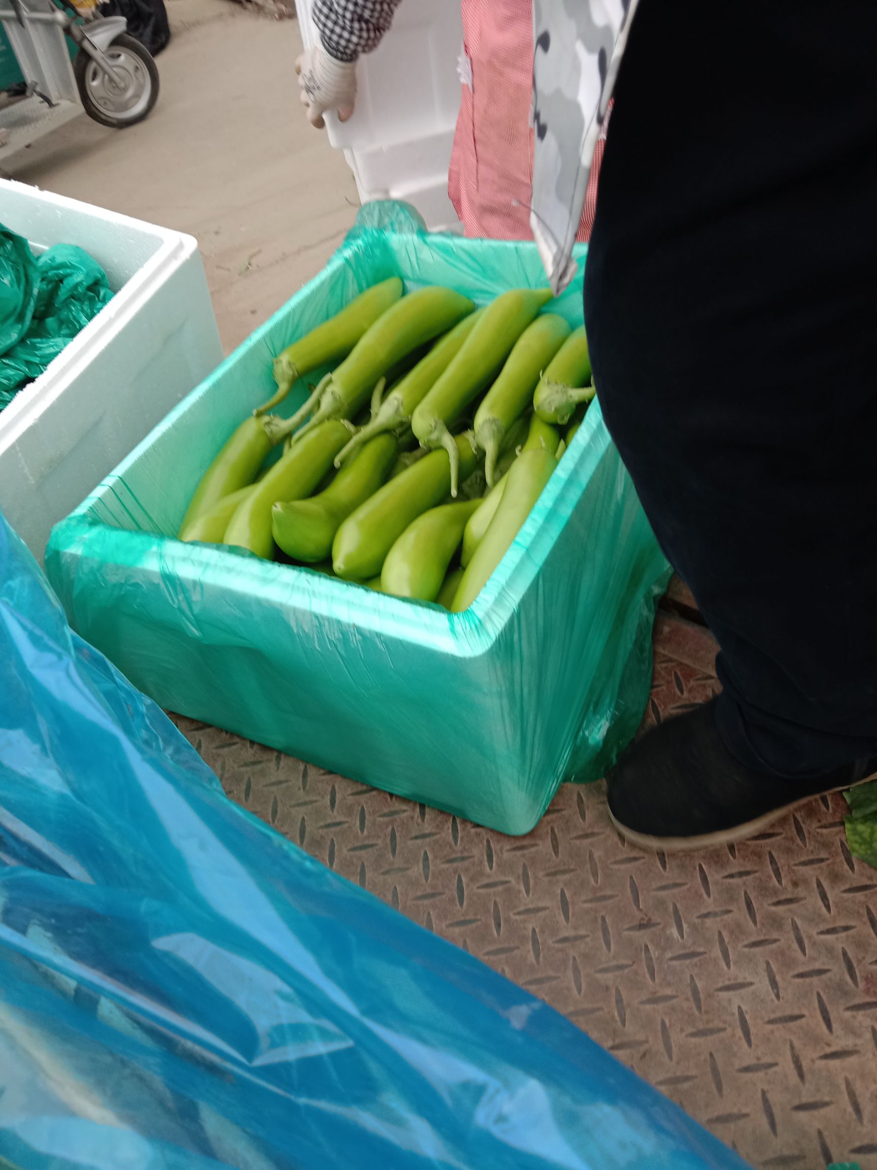 山东兰陵精品青茄子，大量供应优质茄子，保质保量发往全国，