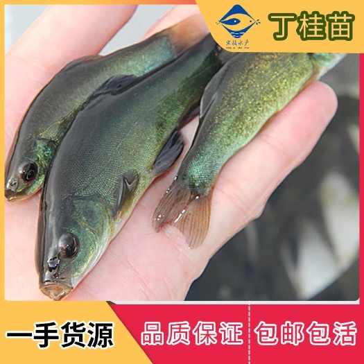 清远丁桂鱼苗  淡水绿丁桂丁贵丁岁丁鲑鱼苗好养成活率高养殖场直供
