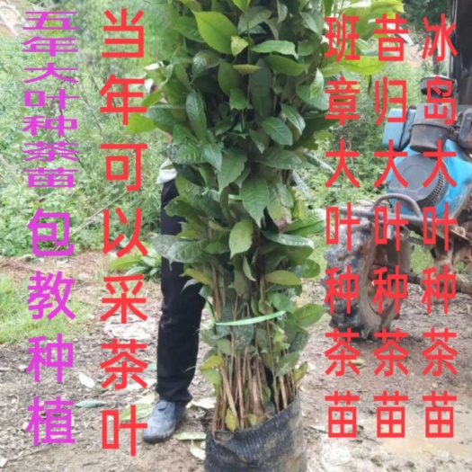 临沧五年大叶种茶苗普洱茶树苗茶叶苗勐库大叶种茶苗小茶树苗