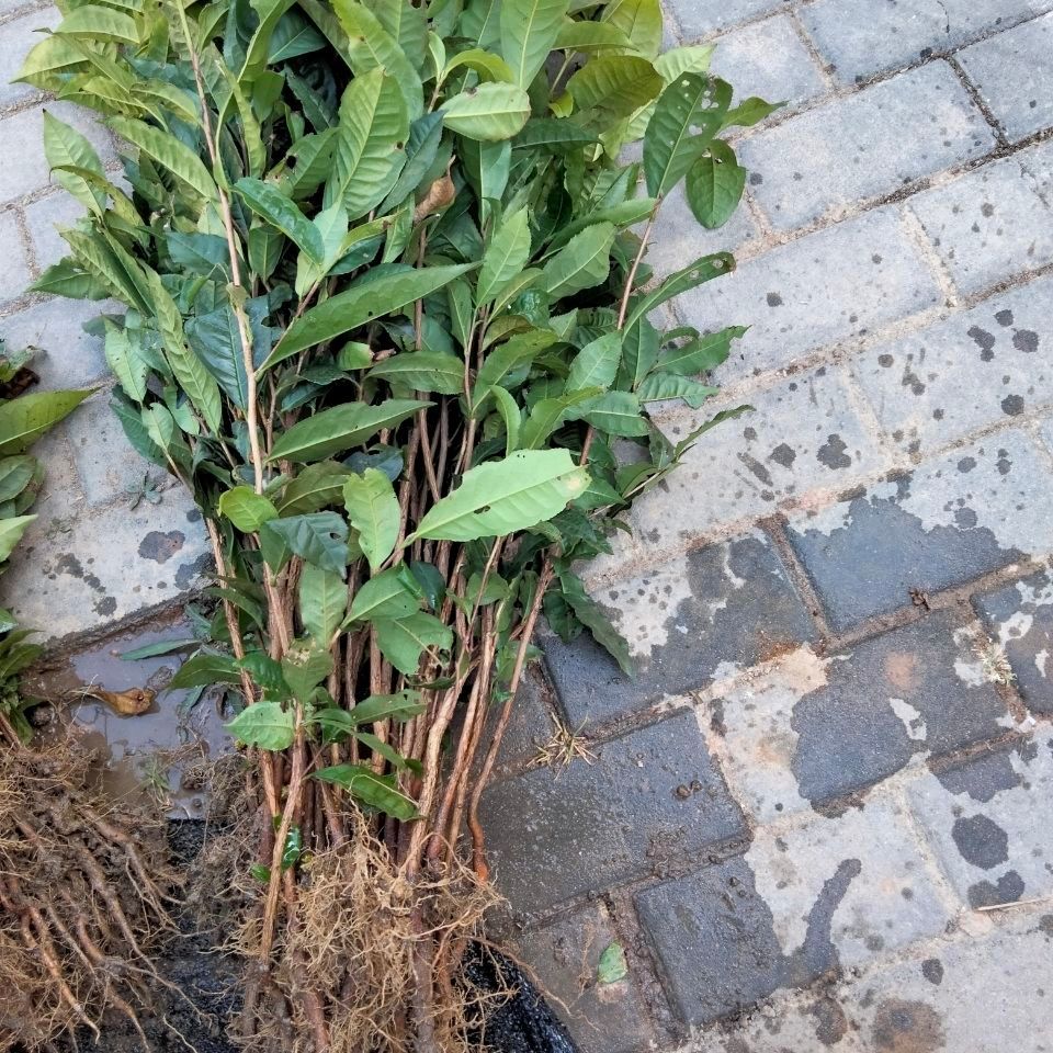 大叶种茶树苗  三年大叶种茶苗冰岛昔归班章茶叶苗茶树苗茶果茶籽培育茶苗
