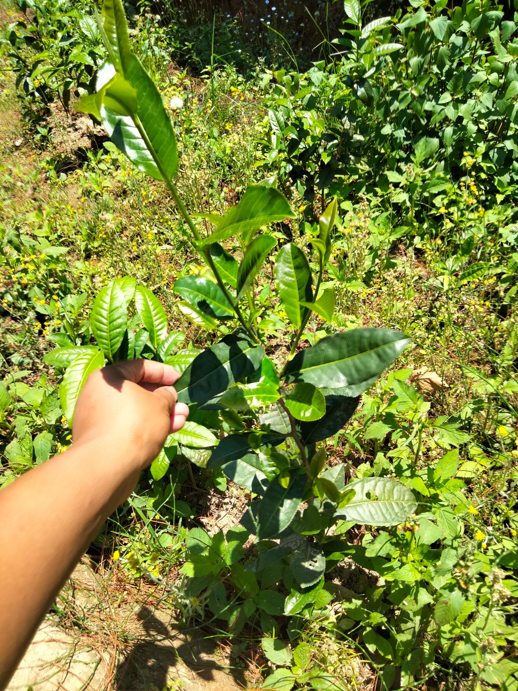 大叶种茶树苗  三年大叶种茶苗冰岛昔归班章茶叶苗茶树苗茶果茶籽培育茶苗
