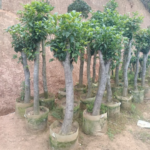 漳平市福建 四季桂花 尖叶桂花 丹桂 桂花桩 园林绿化桩