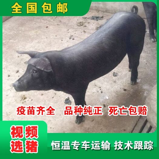 灌南县苏太猪苗  苏太母猪
