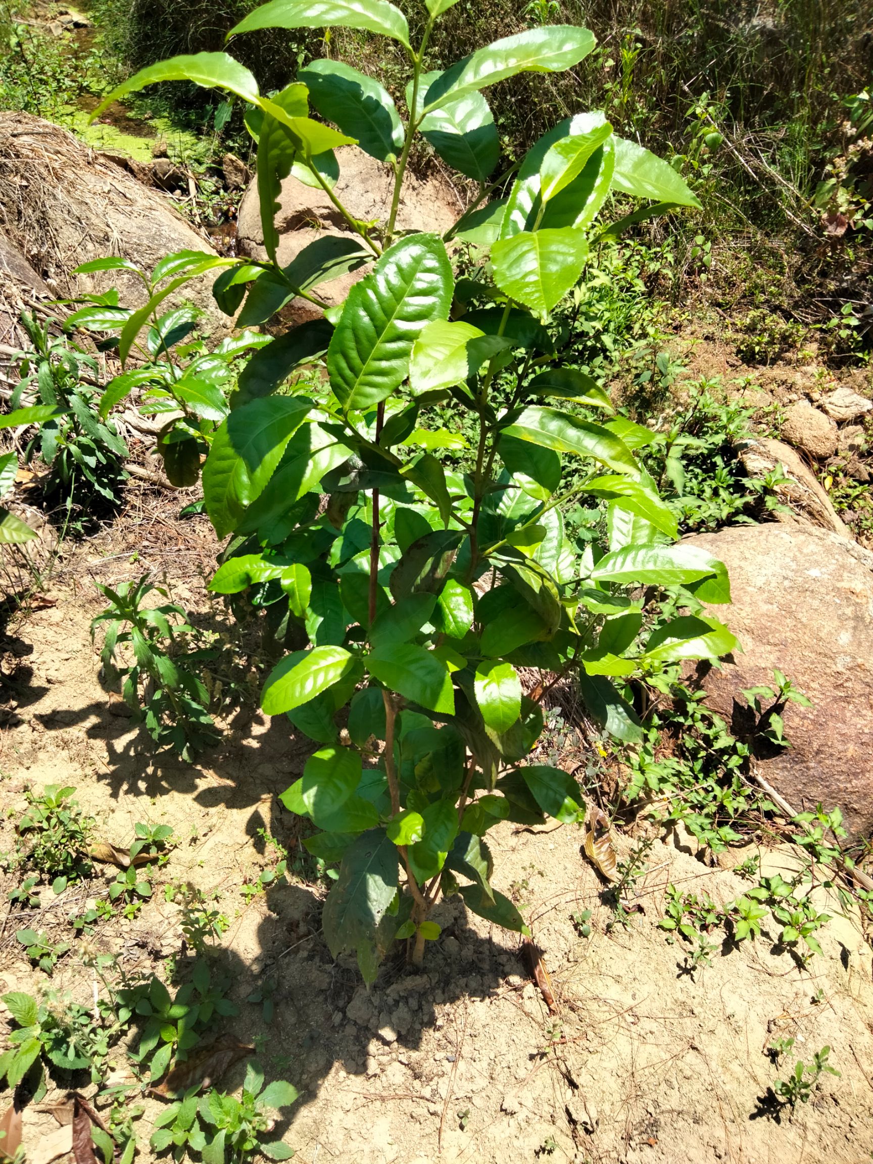大叶种茶树苗  三年大叶种茶苗冰岛昔归班章茶叶苗茶树苗茶果茶籽培育茶苗