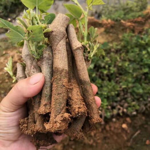 藤县葛根种苗  粉葛种苗未育苗粉葛种苗