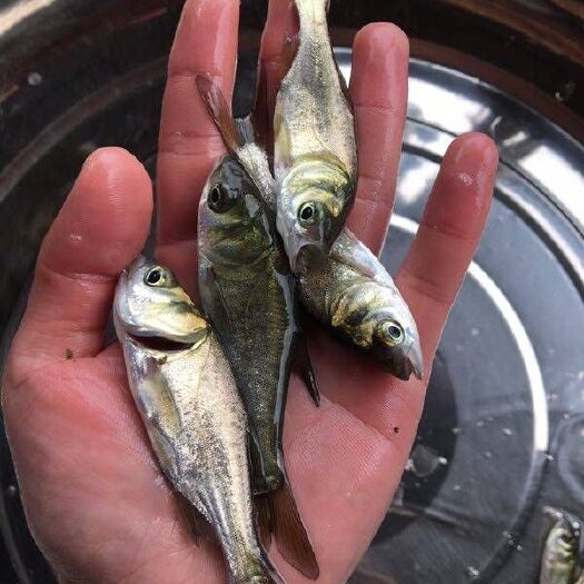 洪湖市鲢鱼苗 花鲢 花鲢水花，公司专业人员孵化鱼苗正宗好鱼苗，需要迅速联系