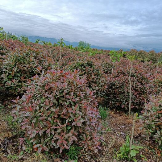城固县红叶石楠球