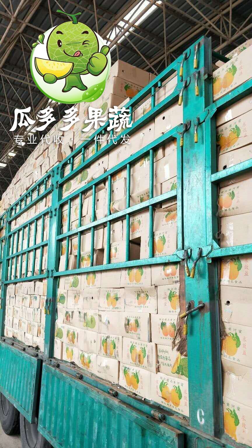 久红瑞甜瓜  瑞红甜瓜 久红瑞香瓜 量大质优 实力代办 信誉