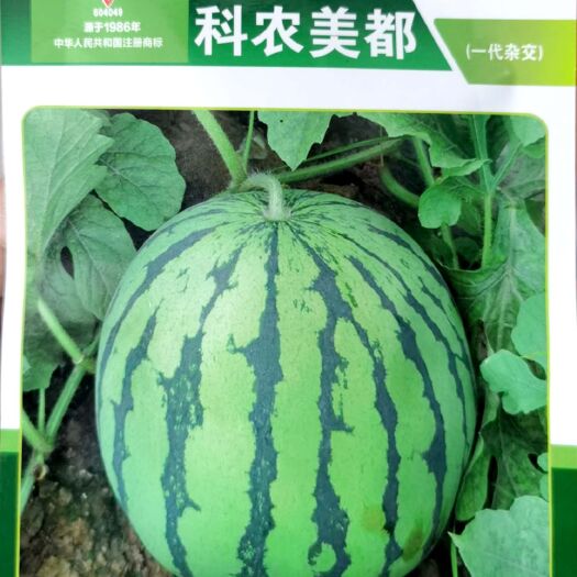 东方市美都西瓜种子，瓤大红色，甜而多汁，品质佳，果皮较硬，耐储运