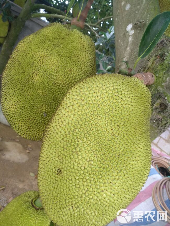 电白菠萝蜜已大量上市，产地直销，一手货源，欢迎老板咨询