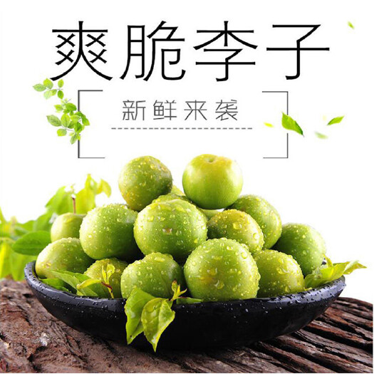 南雄市 青脆李/三华李