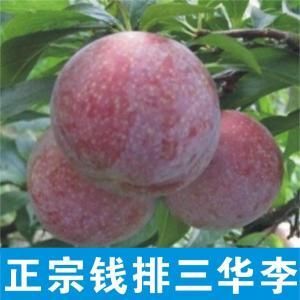 信宜市正宗“钱排银妃三华李”果园现摘现发货，肉厚核小，多汁脆口