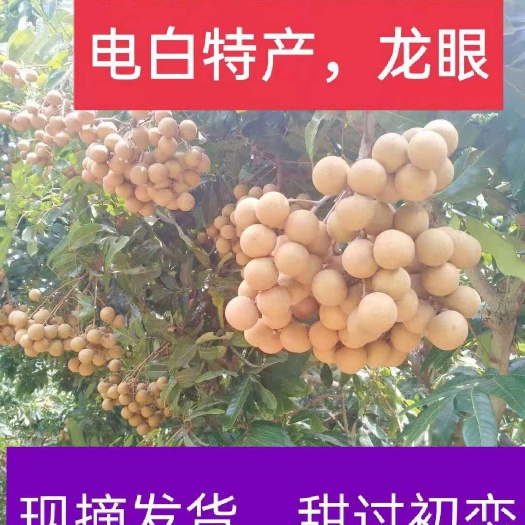 广东电白龙眼已大量上市，精品果园货，需要的老板可以了解