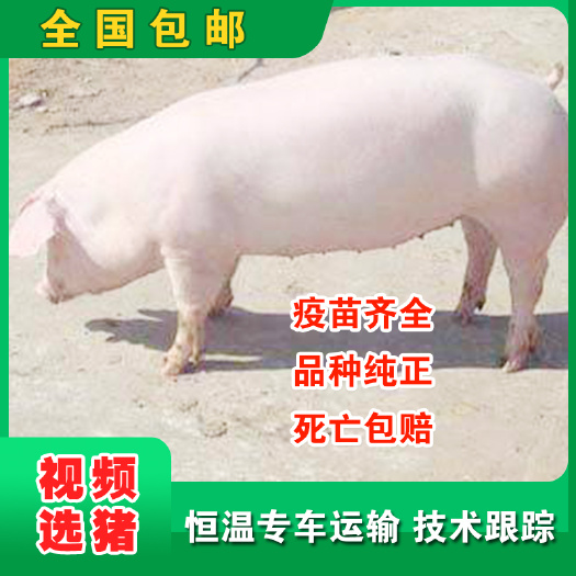 灌南县长白仔猪  长白母猪种猪疫苗全品种纯活体包邮