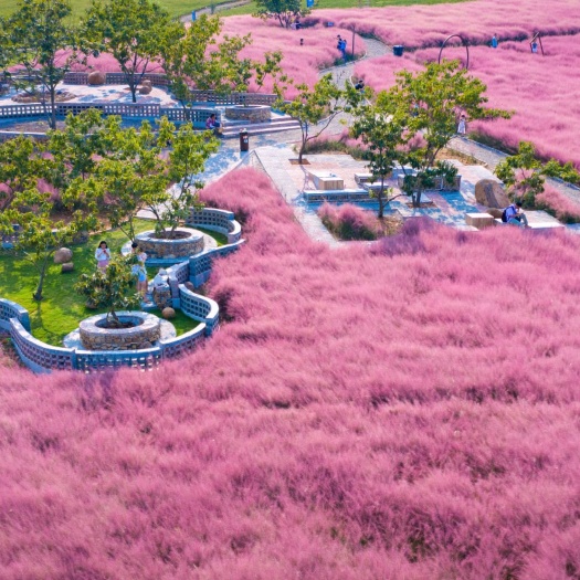 青州市粉黛乱子草，粉黛乱子草价格