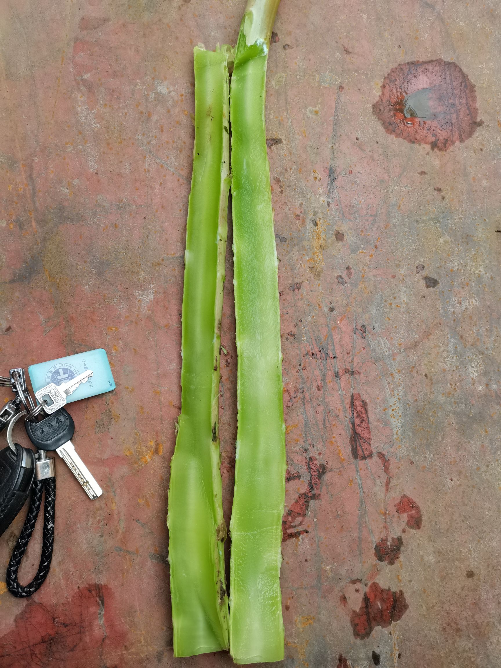 大量供应莴笋，无空心，水嫩，红叶莴笋