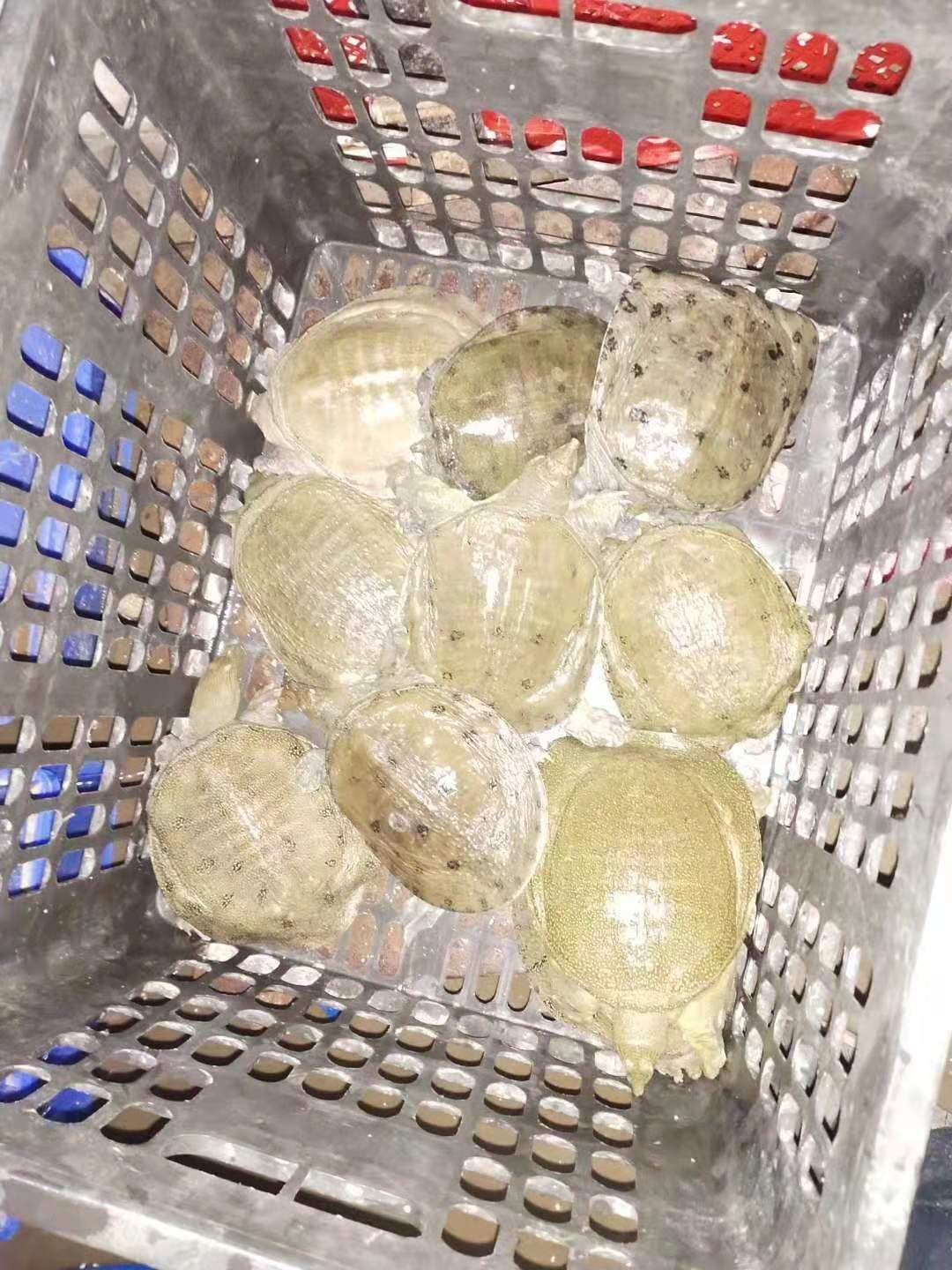 放养甲鱼2斤60元一个包邮