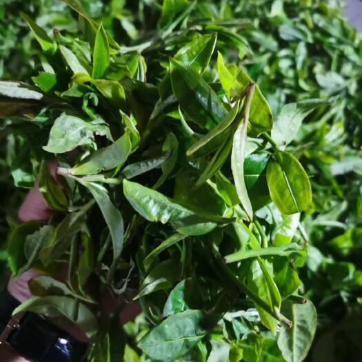 思茅云雾茶 普洱特级雪龙绿茶