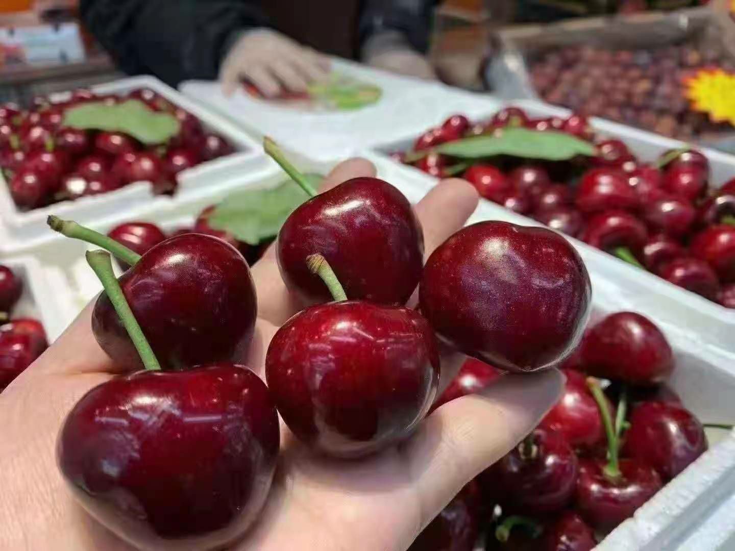 黄蜜樱桃 烟台货源