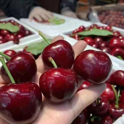 烟台黄蜜樱桃 烟台货源