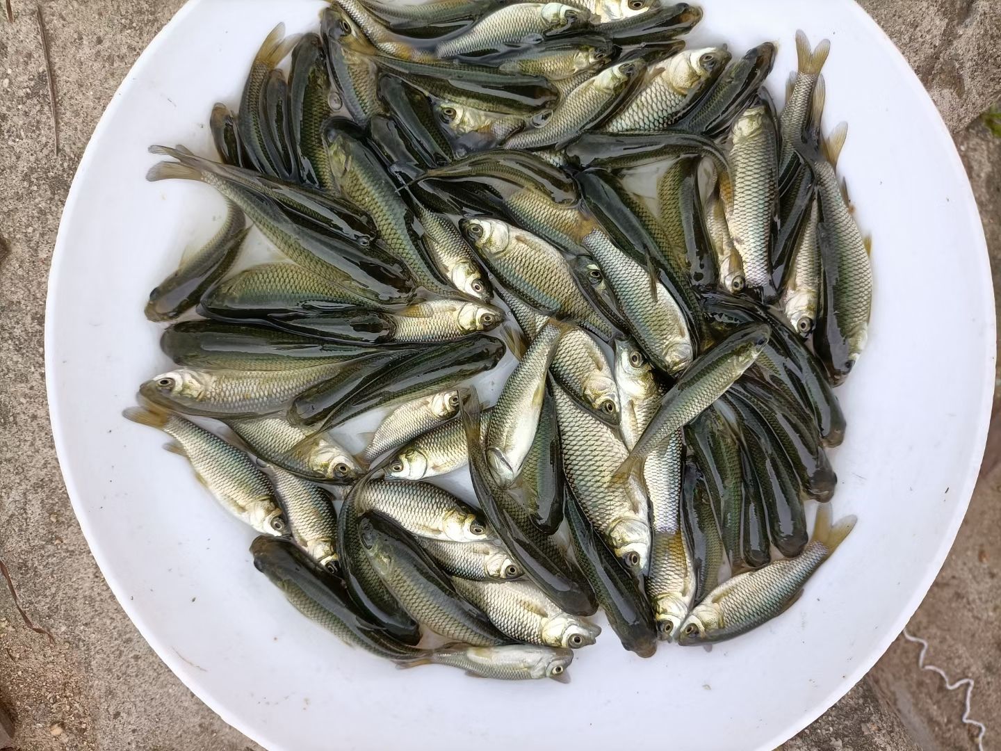 草鱼苗，长年供应草鱼苗，优质品种，值得信赖