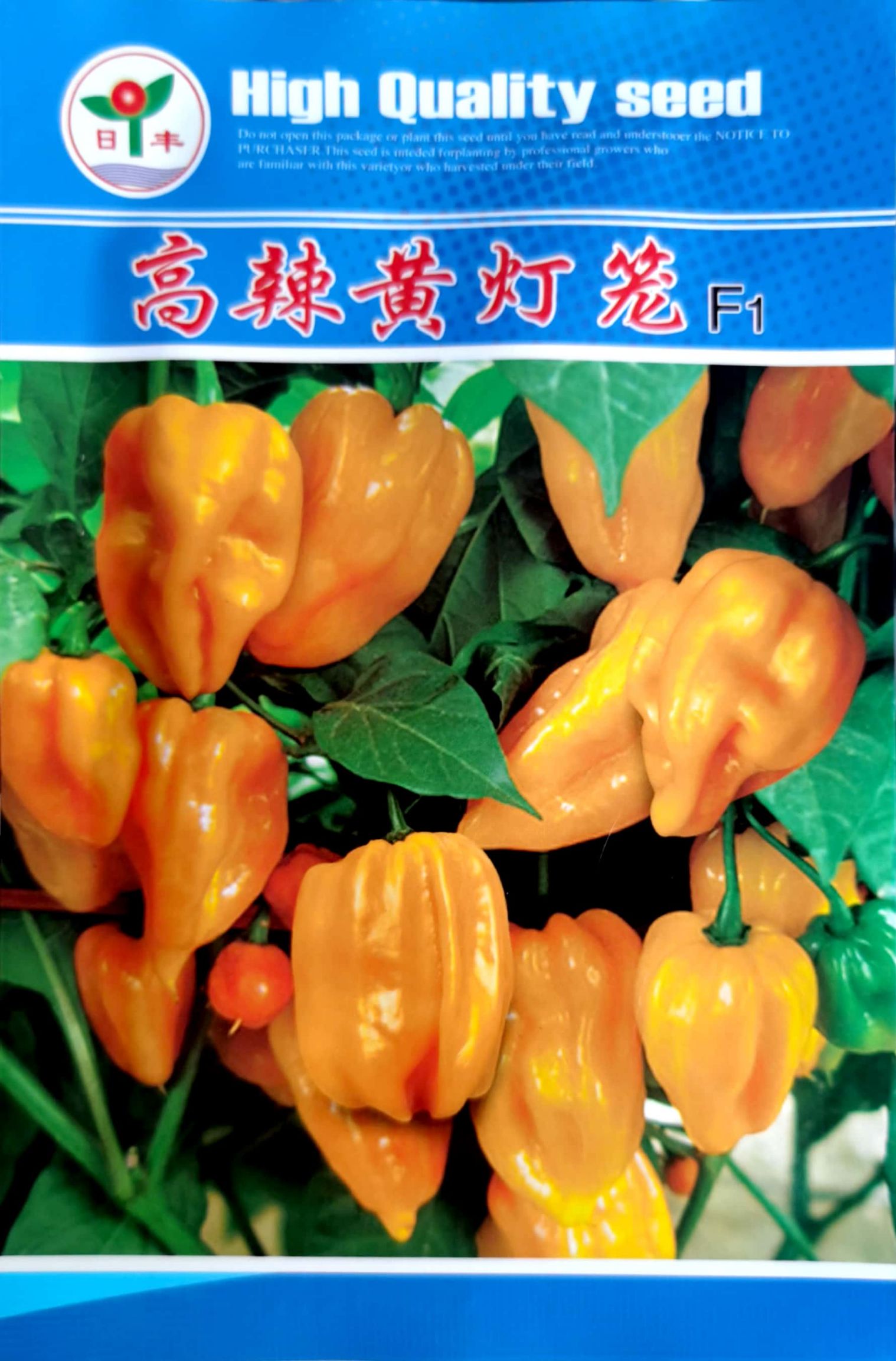 东方市灯笼椒种子  黄灯笼辣椒种子，果面条沟多，果柄长，气味芳香，品质好