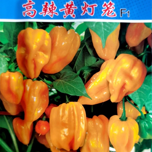 东方市灯笼椒种子  黄灯笼辣椒种子，果面条沟多，果柄长，气味芳香，