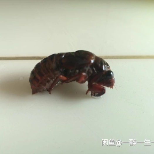  金蚕预售