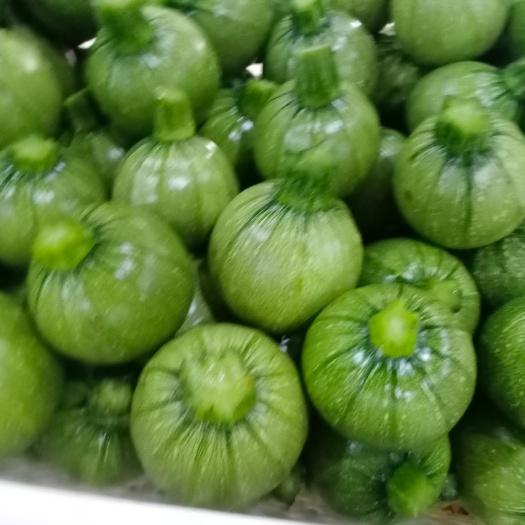 昭通绿皮西葫芦 云南昭通鲁甸小瓜