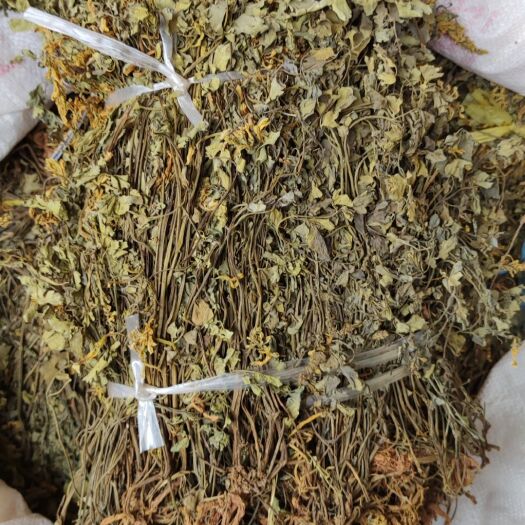 玉林岩黄连  岩黄莲