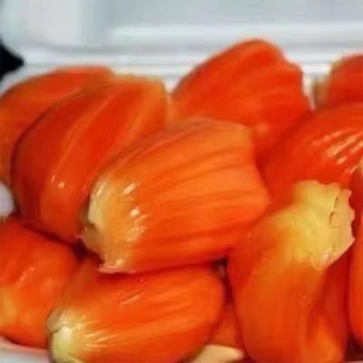 灵山县常有菠萝蜜苗  菠萝蜜苗木菠萝树苗嫁接高产马来西亚1号黄肉泰8泰12红肉干苞