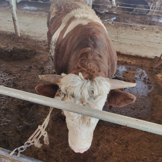 阳信县 家养育肥肉牛