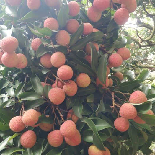 遂溪县桂味荔枝 桂味，白糖罂荔枝