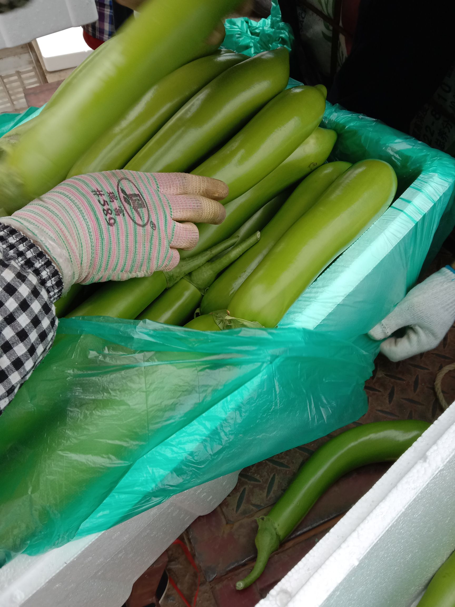 山东兰陵精品青茄子，大量供应优质茄子，保质保量发往全国，
