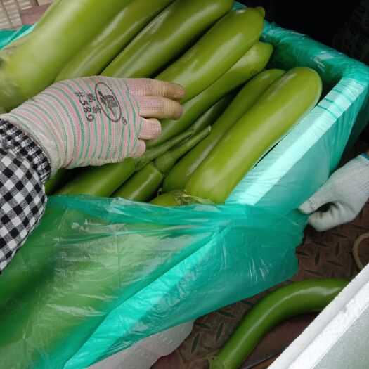 兰陵县山东兰陵精品青茄子，大量供应优质茄子，保质保量发往全国，