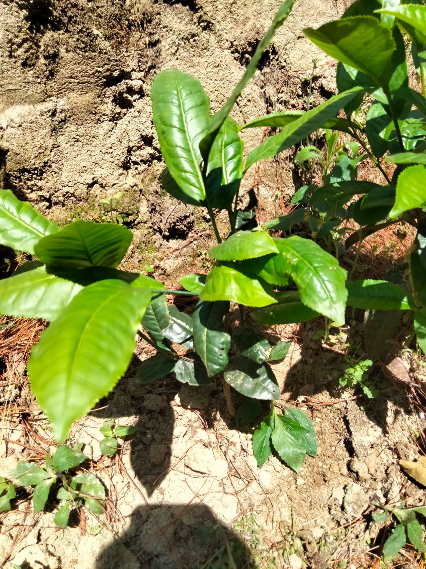 冰島昔歸班章景邁易武大葉種茶苗普洱茶樹(shù)苗大茶樹(shù)苗