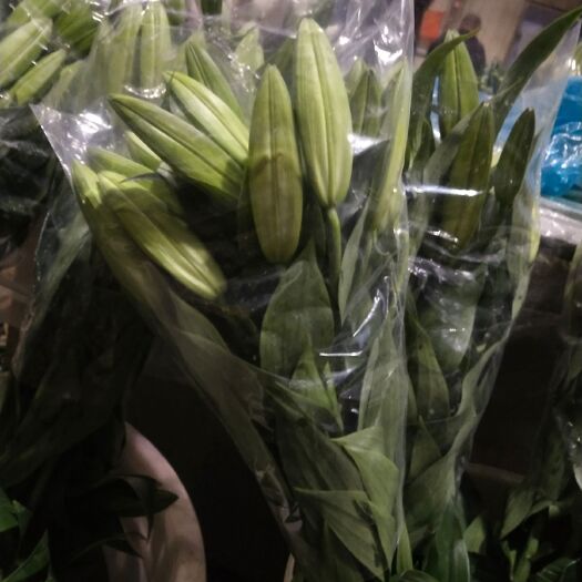 凌源市 香水百合种球，及各种鲜切花，占地茬子球。
