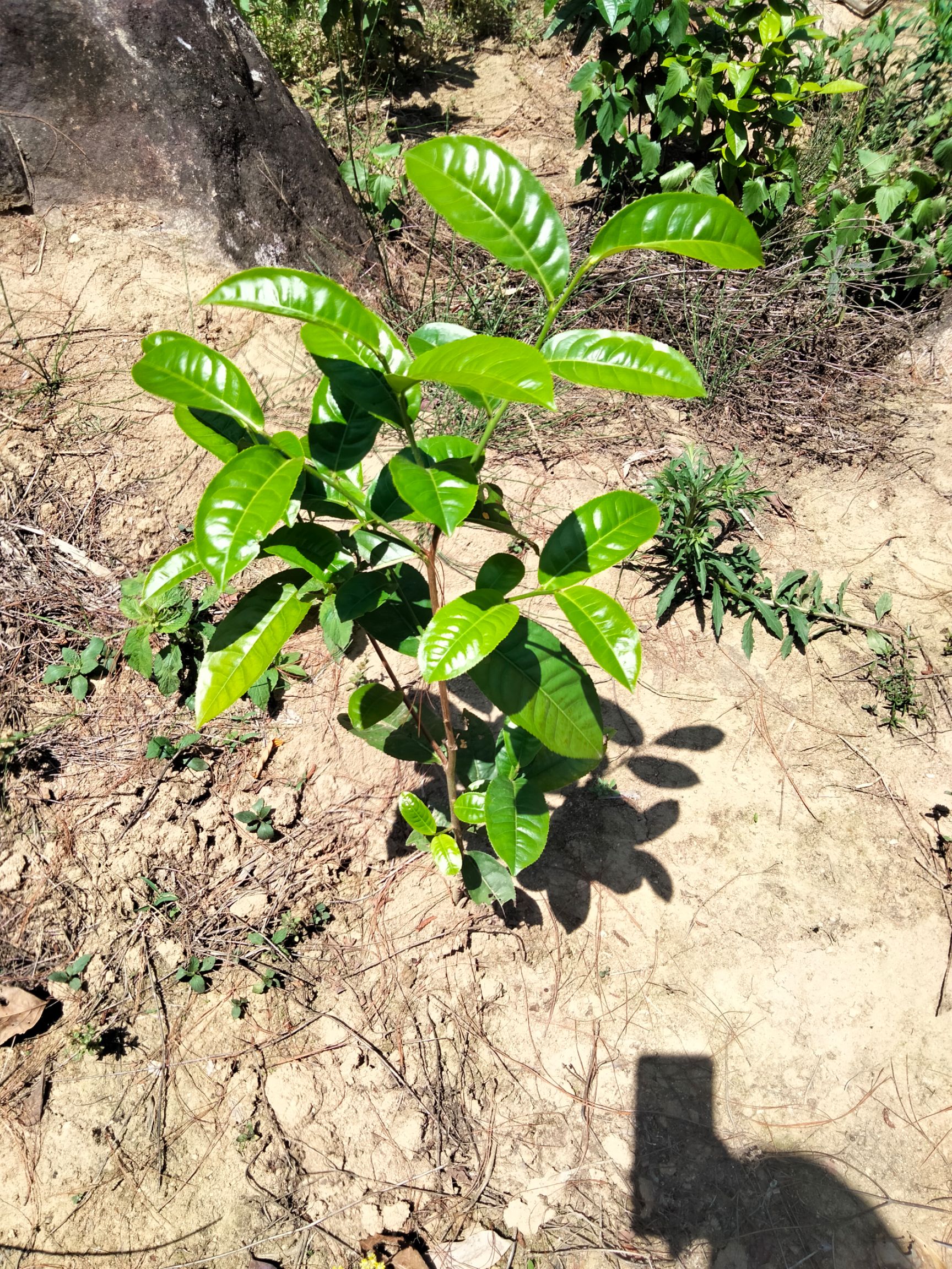 冰島昔歸班章景邁易武大葉種茶苗普洱茶樹(shù)苗大茶樹(shù)苗