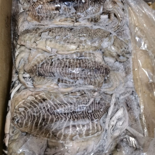 福州 墨鱼批发乌贼批发一手货源充足供应水产海鲜批发全国发货
