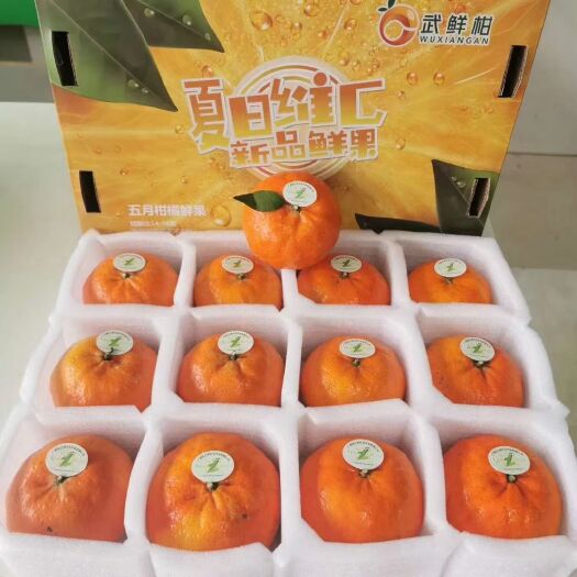柑桔 武鲜柑鲜果
