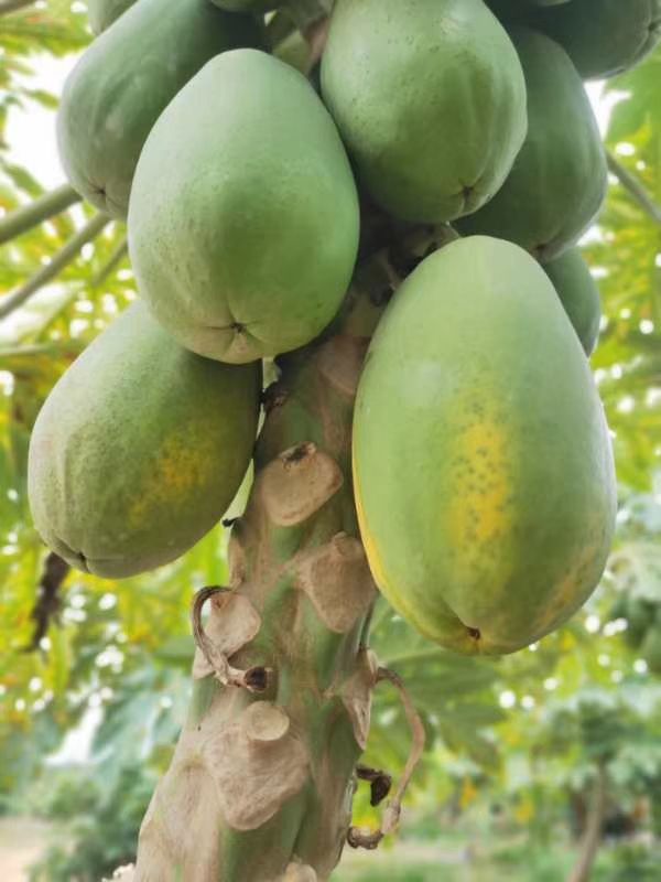 大白木瓜 木中白，红心木瓜大量上市中