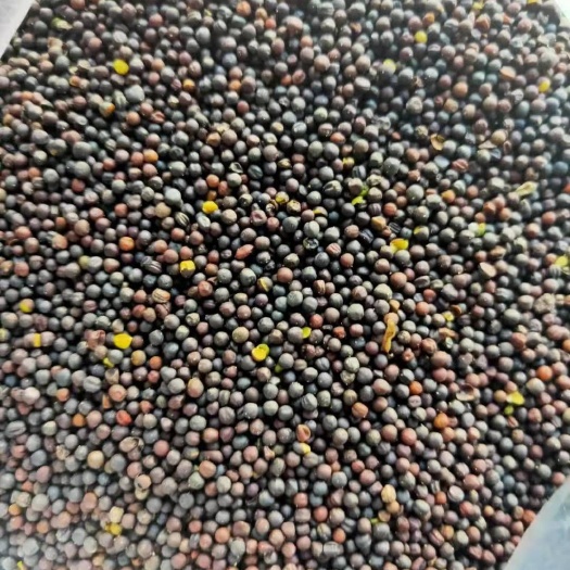 呼伦贝尔油菜籽 海拉尔和内蒙古菜籽