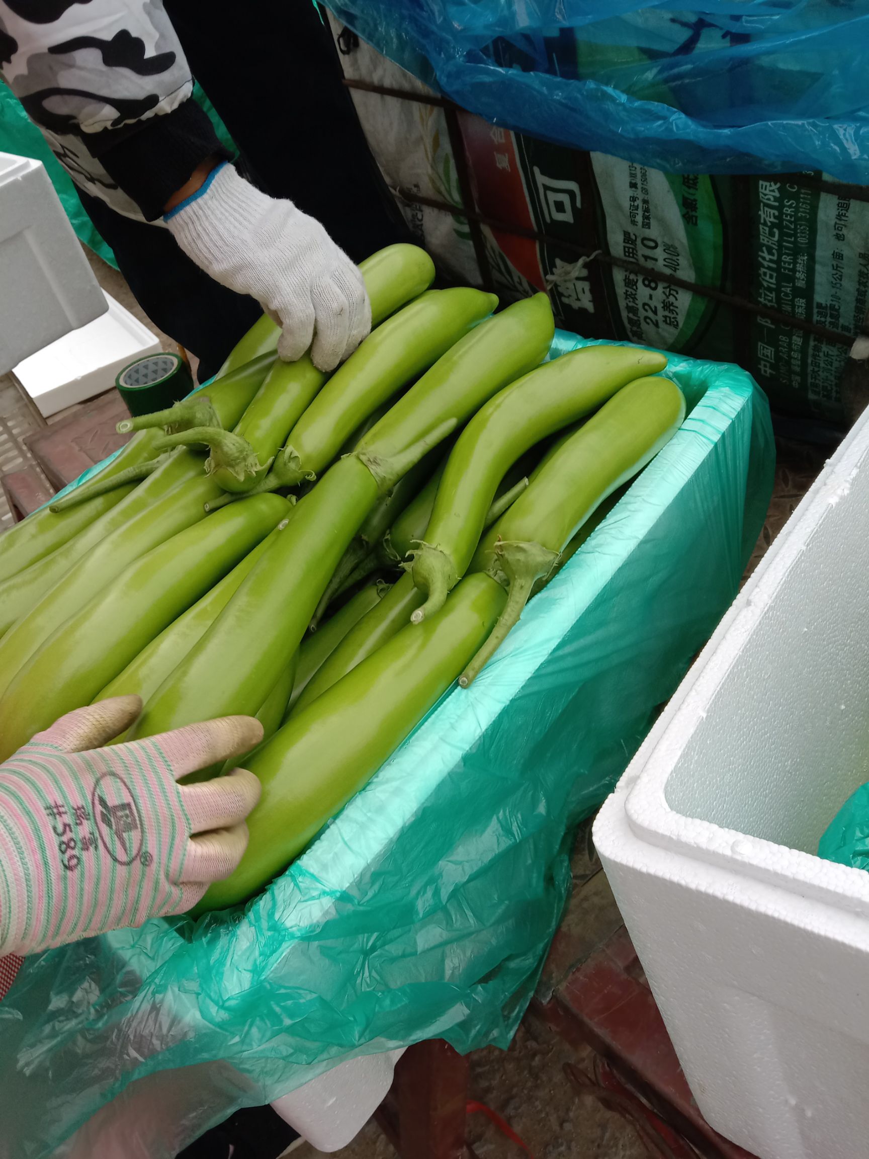 山东兰陵精品青茄子，大量供应优质茄子，保质保量发往全国，